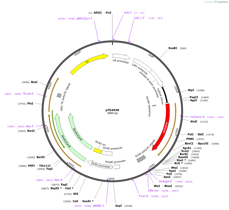 107527-plasmid-map-sequence-id-207249