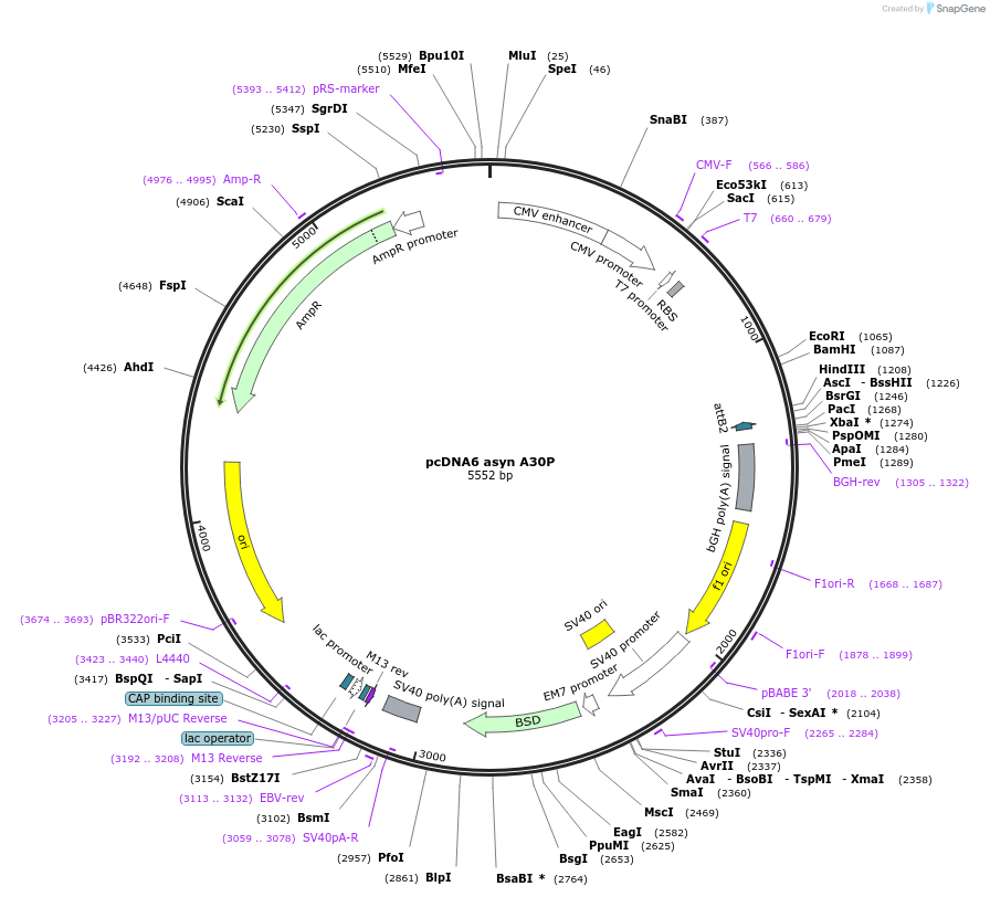 105729-plasmid-map-sequence-id-207251