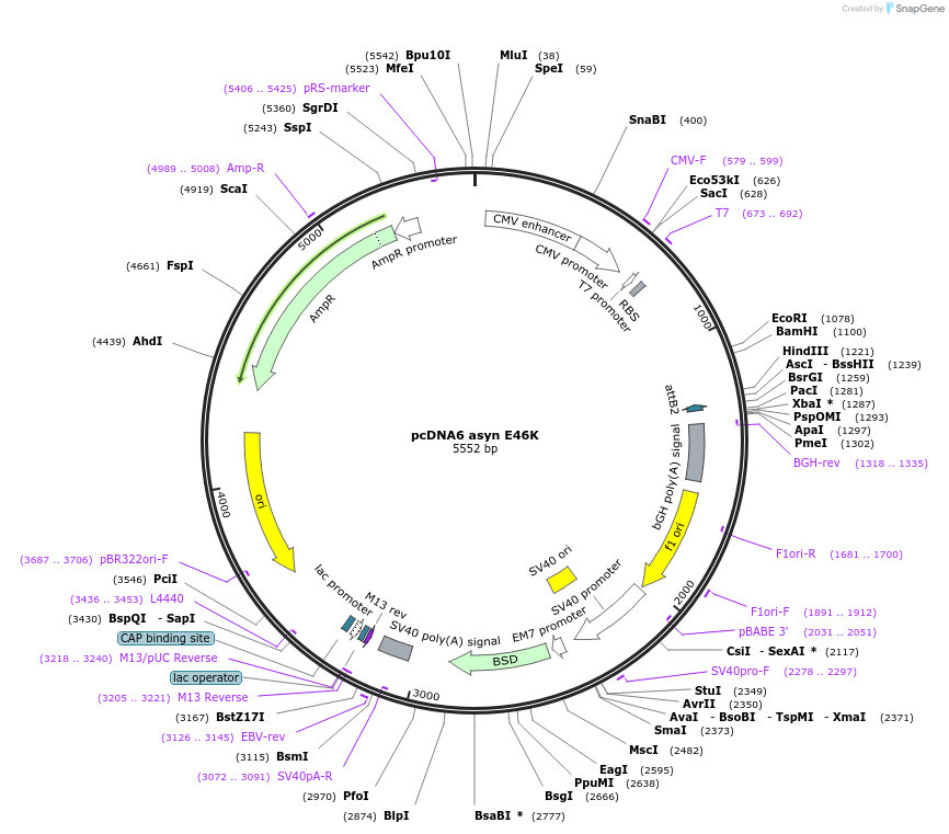 105730-plasmid-map-sequence-id-207254