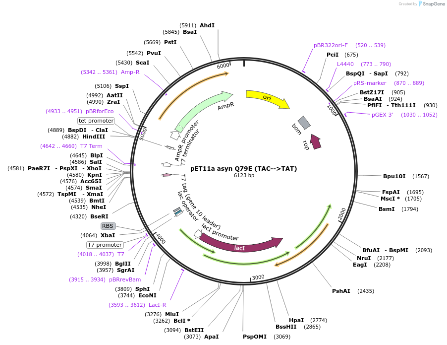 105732-plasmid-map-sequence-id-207256