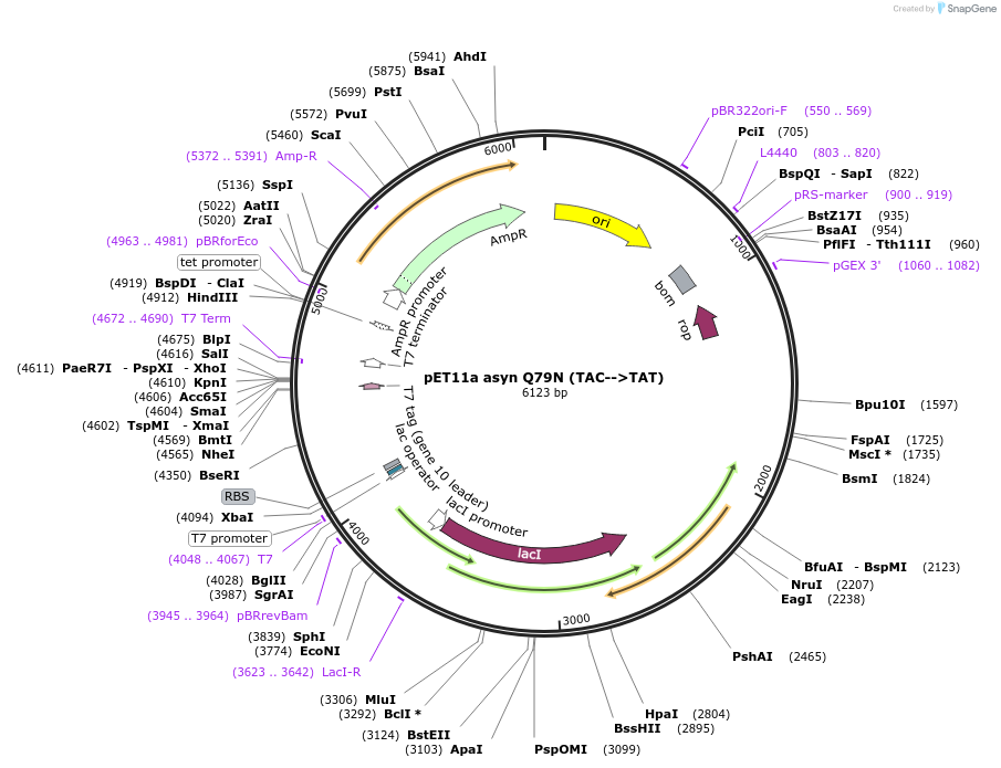 105733-plasmid-map-sequence-id-207258