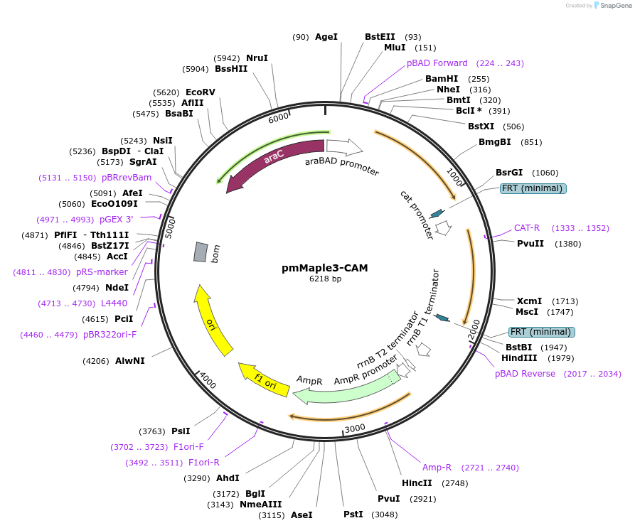 101148-plasmid-map-sequence-id-207262