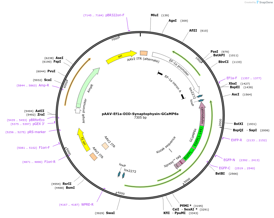 105715-plasmid-map-sequence-id-207274
