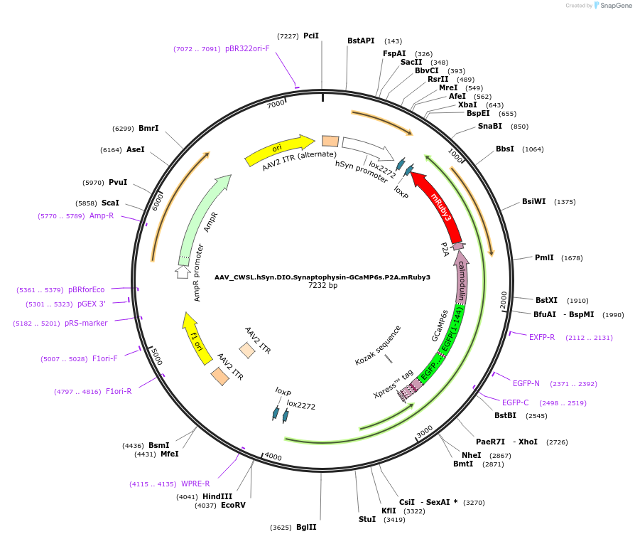 107737-plasmid-map-sequence-id-207281