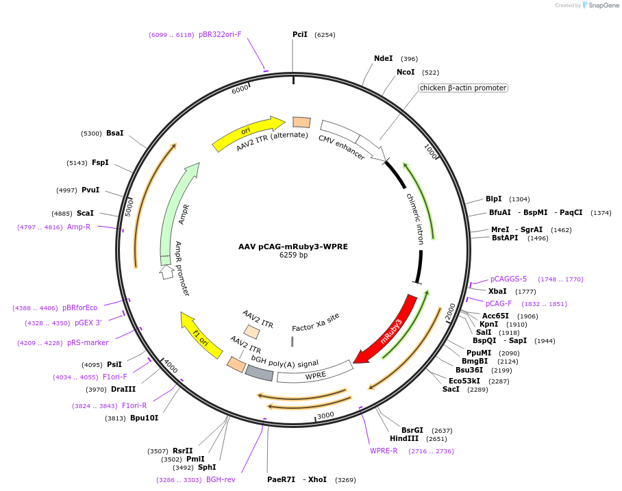107744-plasmid-map-sequence-id-207287
