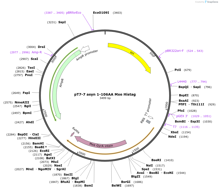105745-plasmid-map-sequence-id-207300