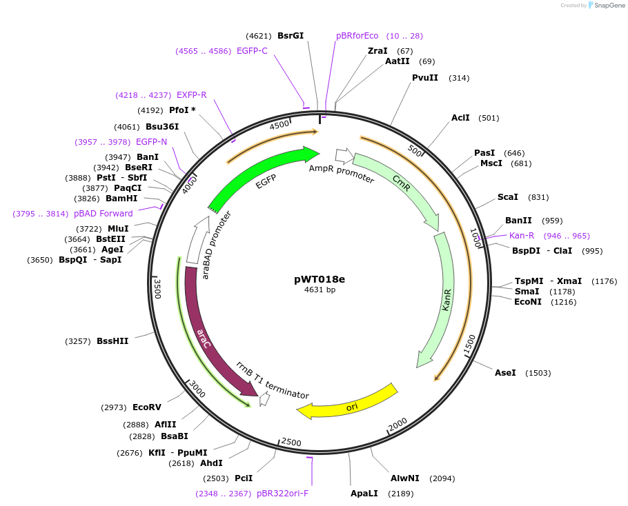 107886-plasmid-map-sequence-id-207301