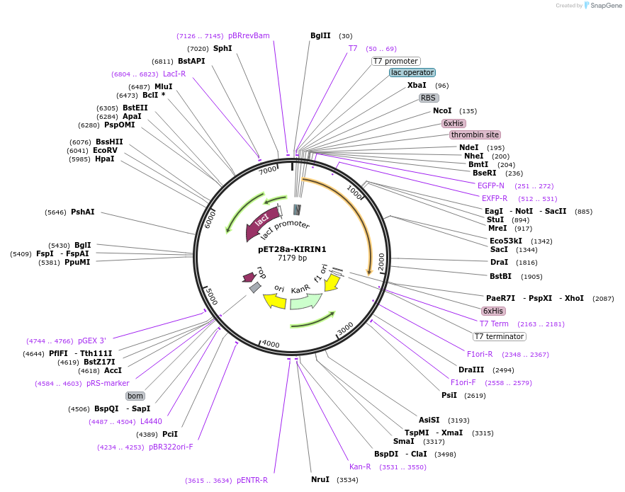 107414-plasmid-map-sequence-id-207312