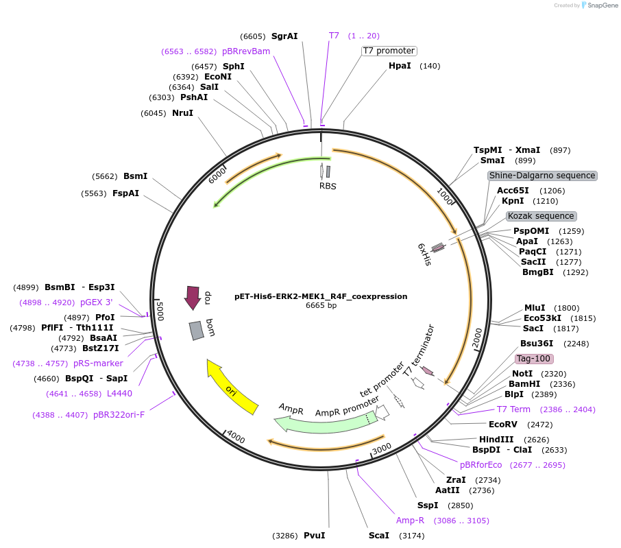 39212-plasmid-map-sequence-id-207315