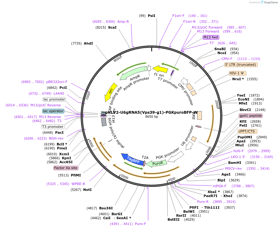 105019-plasmid-map-sequence-id-207344