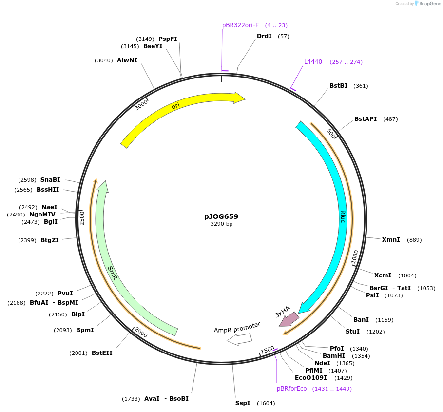 105410-plasmid-map-sequence-id-207367