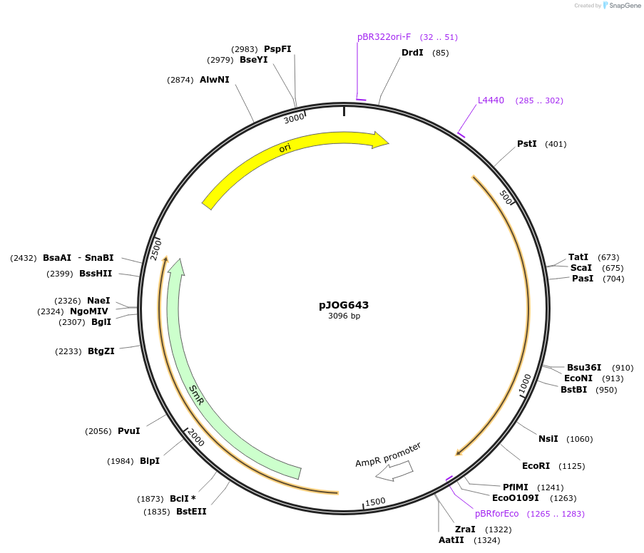 105411-plasmid-map-sequence-id-207368