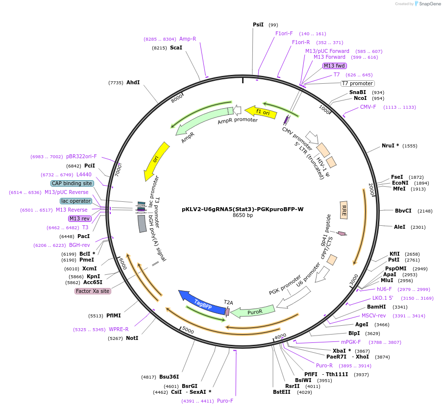 105027-plasmid-map-sequence-id-207369