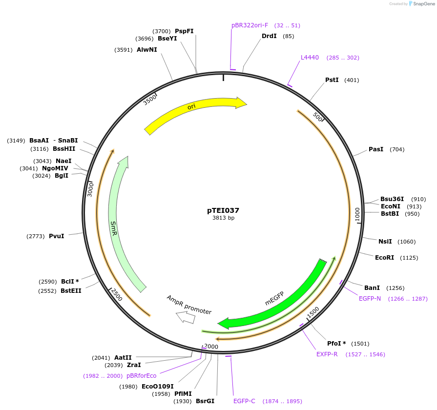 105413-plasmid-map-sequence-id-207373