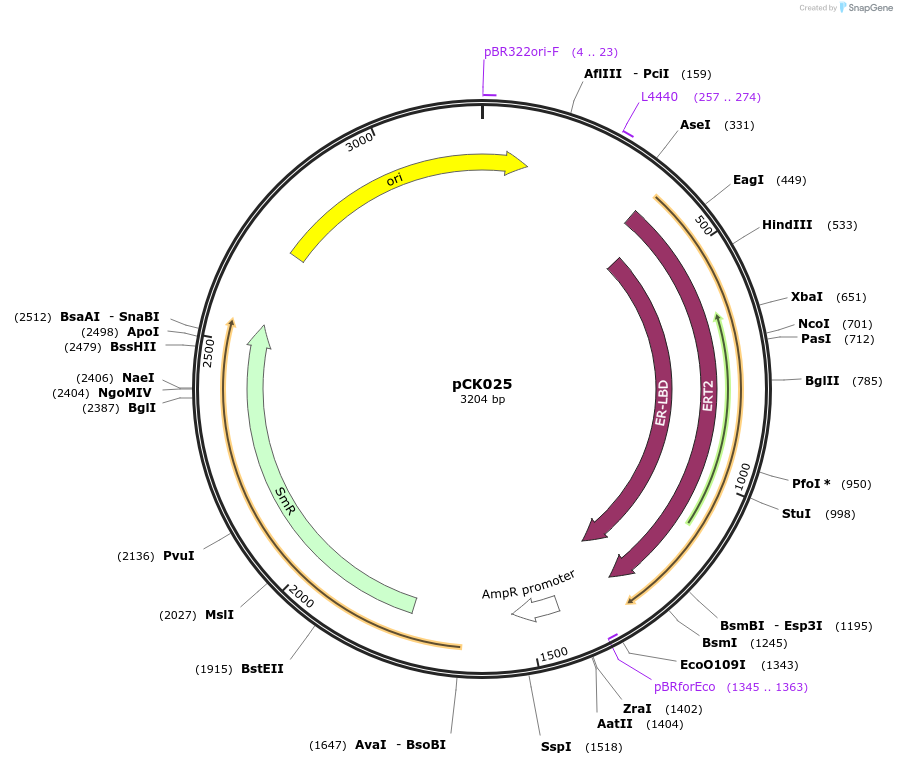105415-plasmid-map-sequence-id-207377