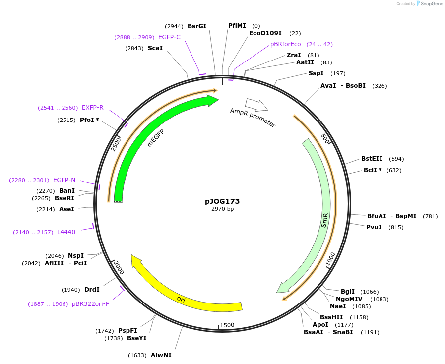 105417-plasmid-map-sequence-id-207381