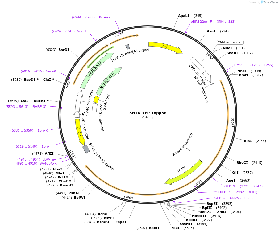 96808-plasmid-map-sequence-id-207382