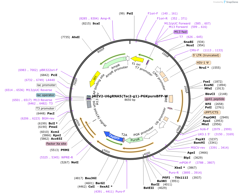 105039-plasmid-map-sequence-id-207387