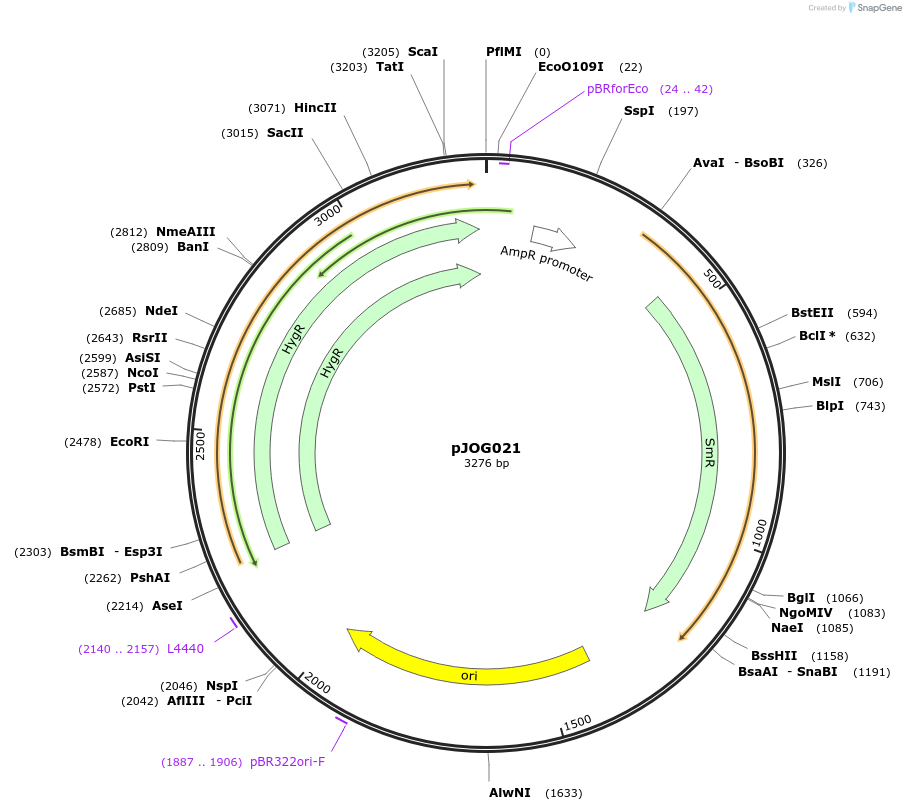 105420-plasmid-map-sequence-id-207390