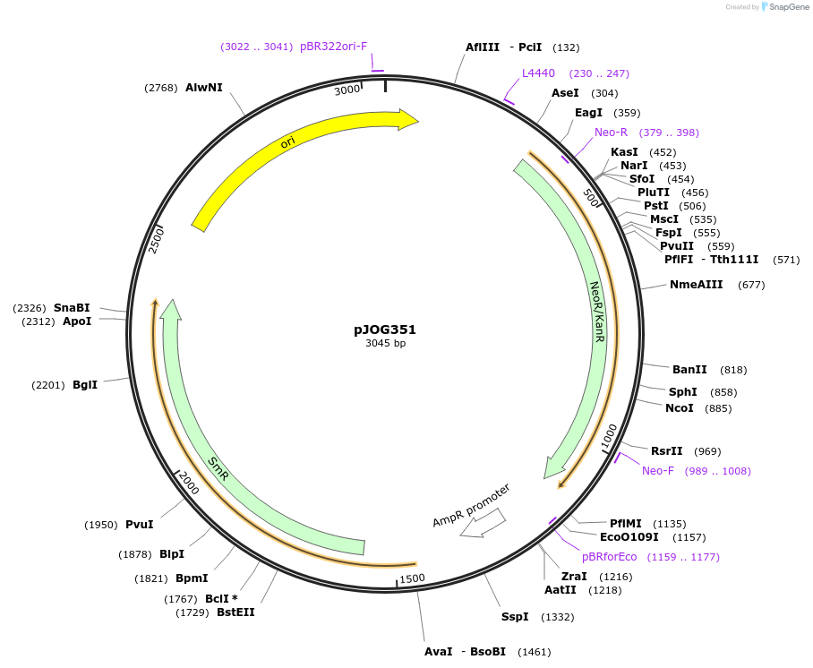105421-plasmid-map-sequence-id-207422