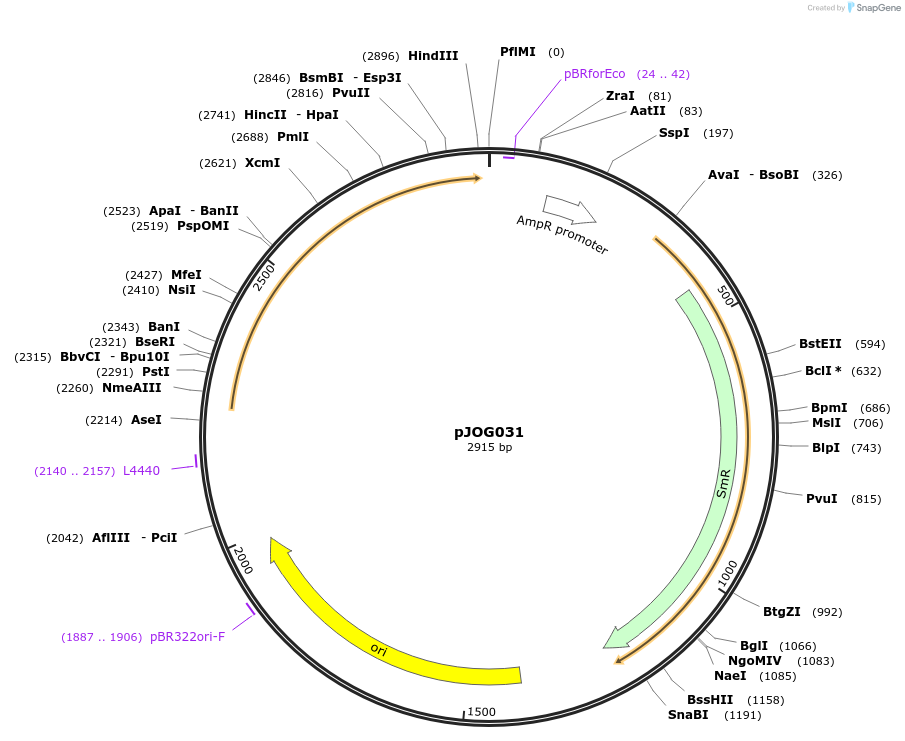 105422-plasmid-map-sequence-id-207425