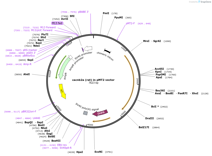 107424-plasmid-map-sequence-id-207426