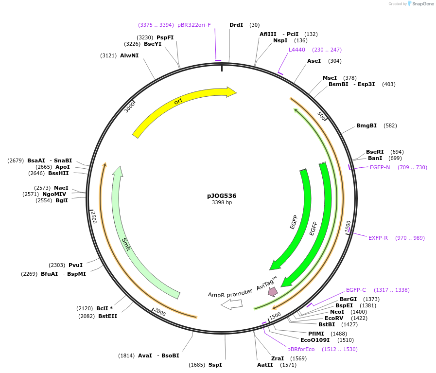 105423-plasmid-map-sequence-id-207432