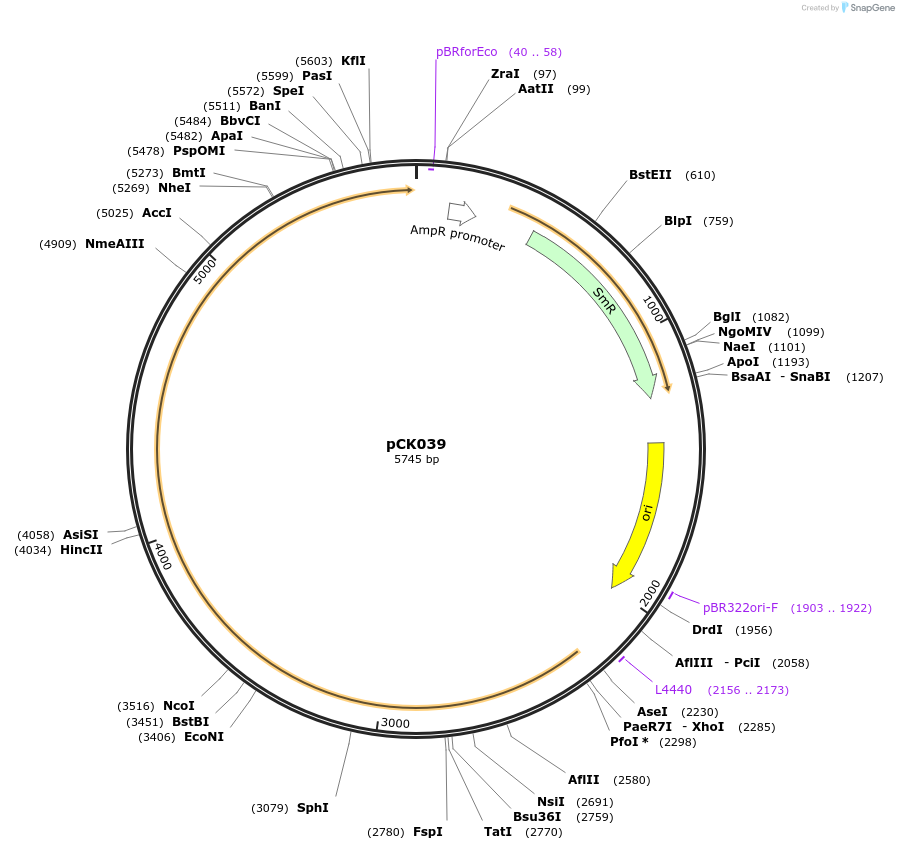 105425-plasmid-map-sequence-id-207435