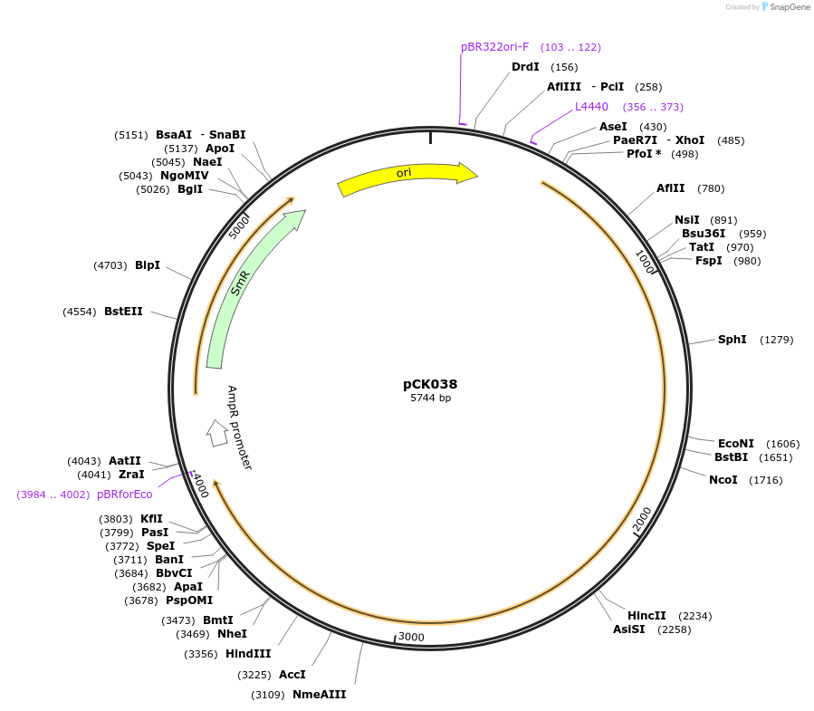 105426-plasmid-map-sequence-id-207437