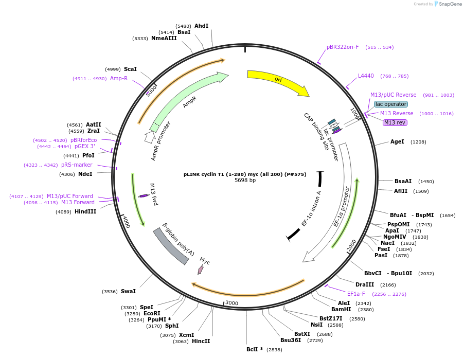 14610-plasmid-map-sequence-id-207440