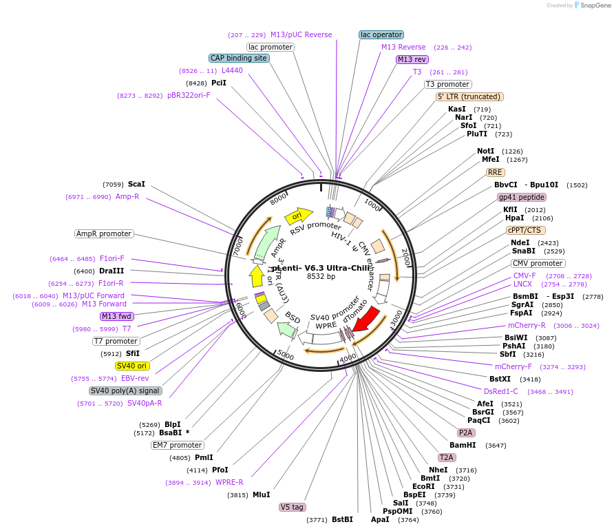 106173-plasmid-map-sequence-id-207442