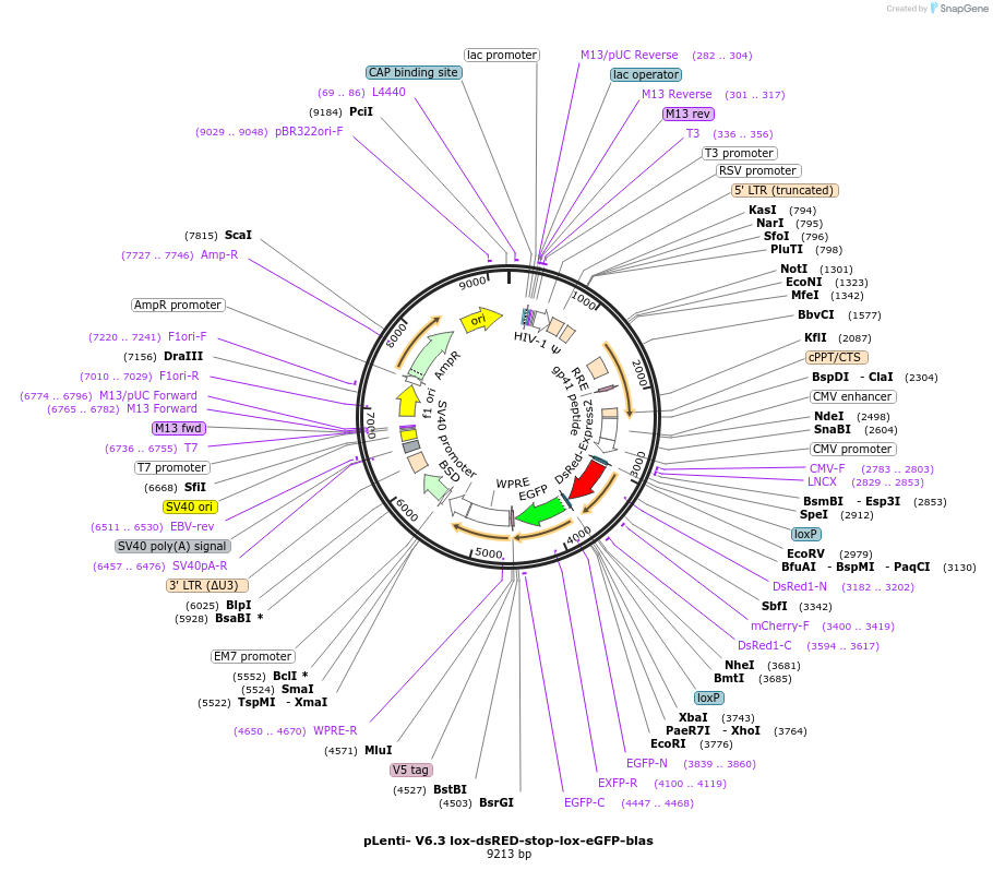 106171-plasmid-map-sequence-id-207445