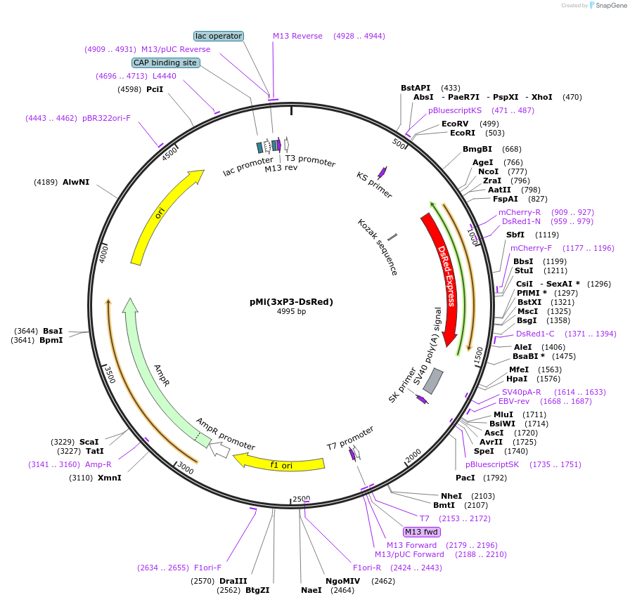 102539-plasmid-map-sequence-id-207450