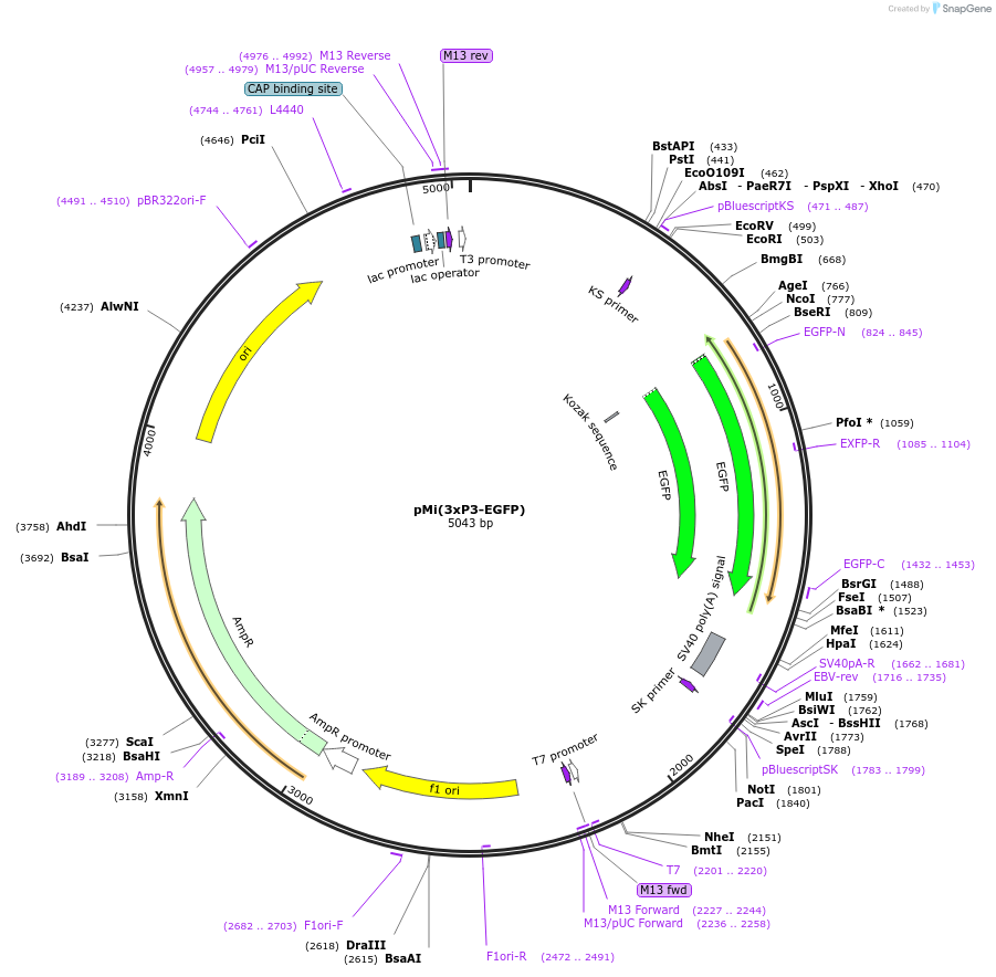 102540-plasmid-map-sequence-id-207451