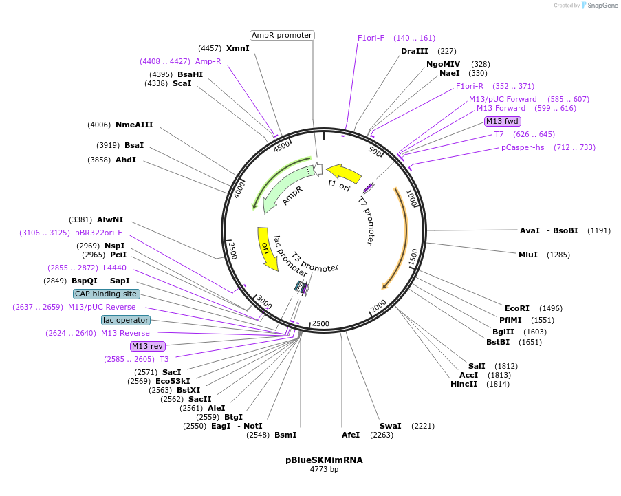 102535-plasmid-map-sequence-id-207462
