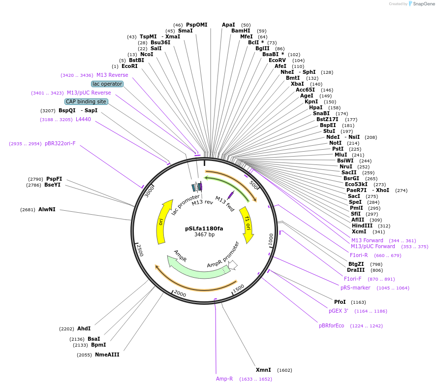 107615-plasmid-map-sequence-id-207463