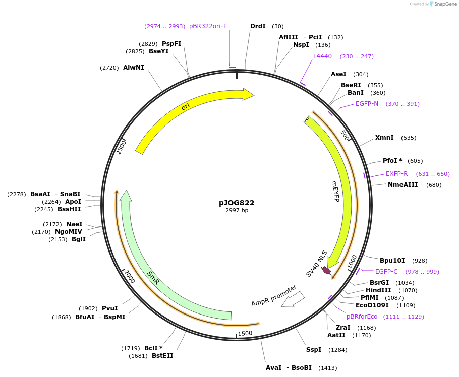 105430-plasmid-map-sequence-id-207464