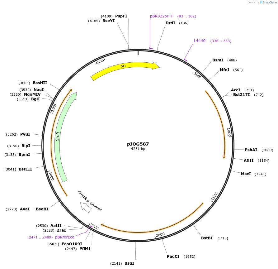 105431-plasmid-map-sequence-id-207465