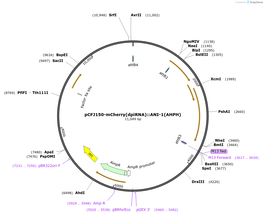 107939-plasmid-map-sequence-id-207466