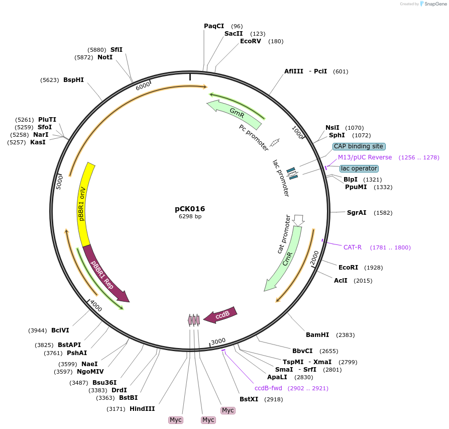 105348-plasmid-map-sequence-id-207470