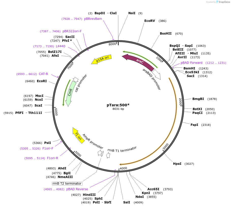 107954-plasmid-map-sequence-id-207473