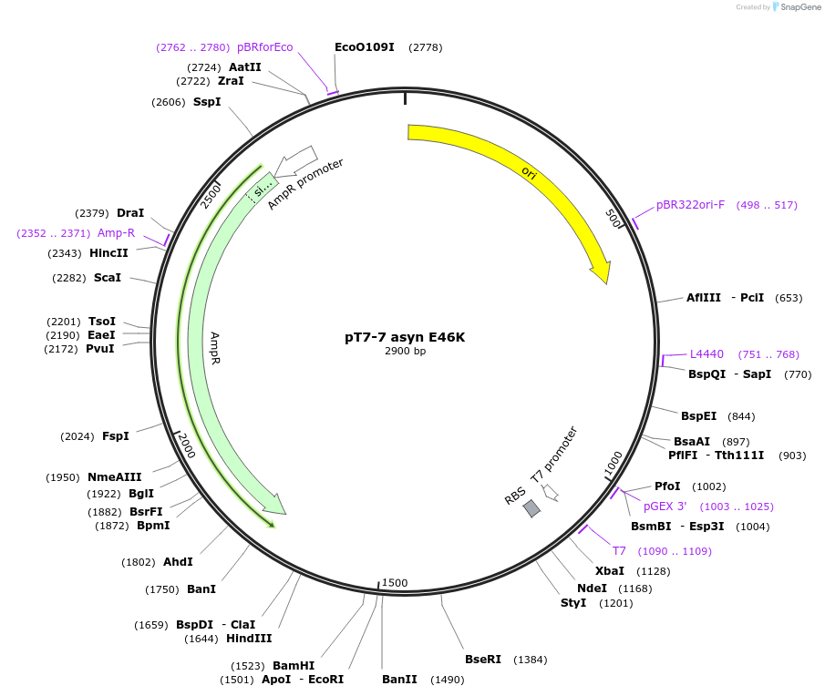 105728-plasmid-map-sequence-id-207478