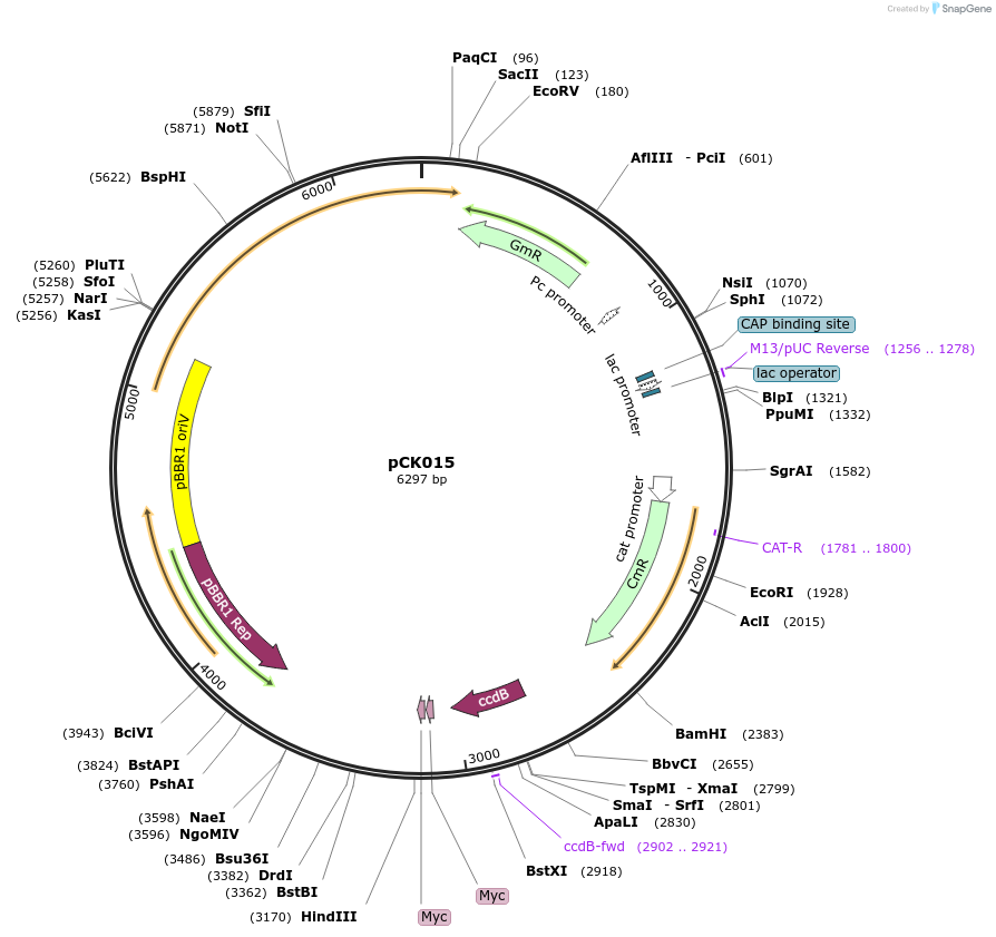 105347-plasmid-map-sequence-id-207479