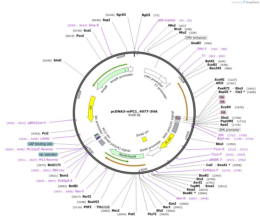 108392-plasmid-map-sequence-id-207483