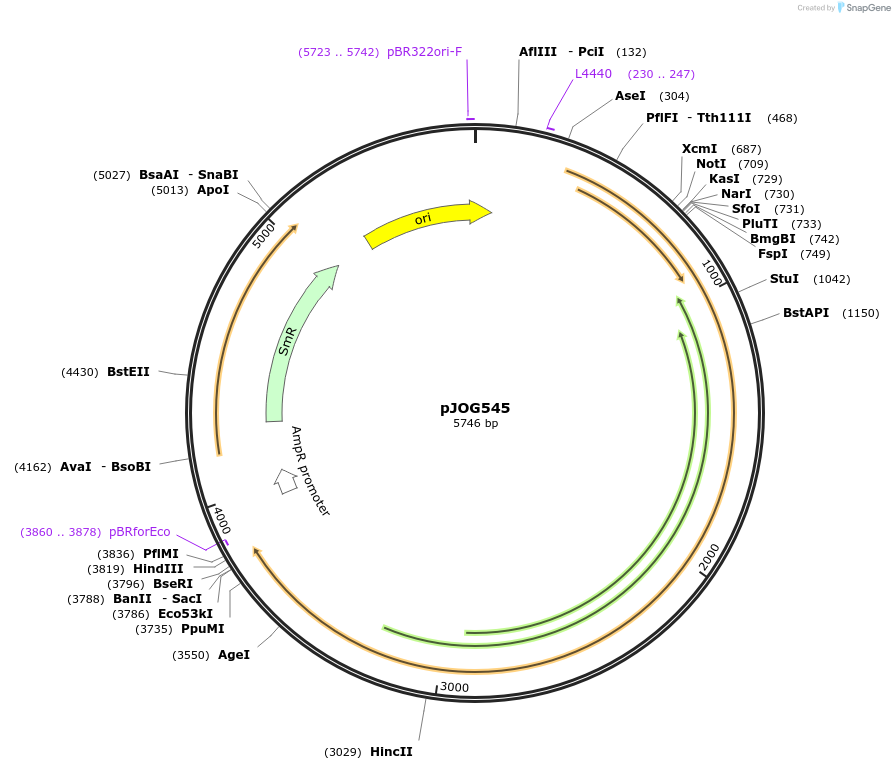 105424-plasmid-map-sequence-id-207487