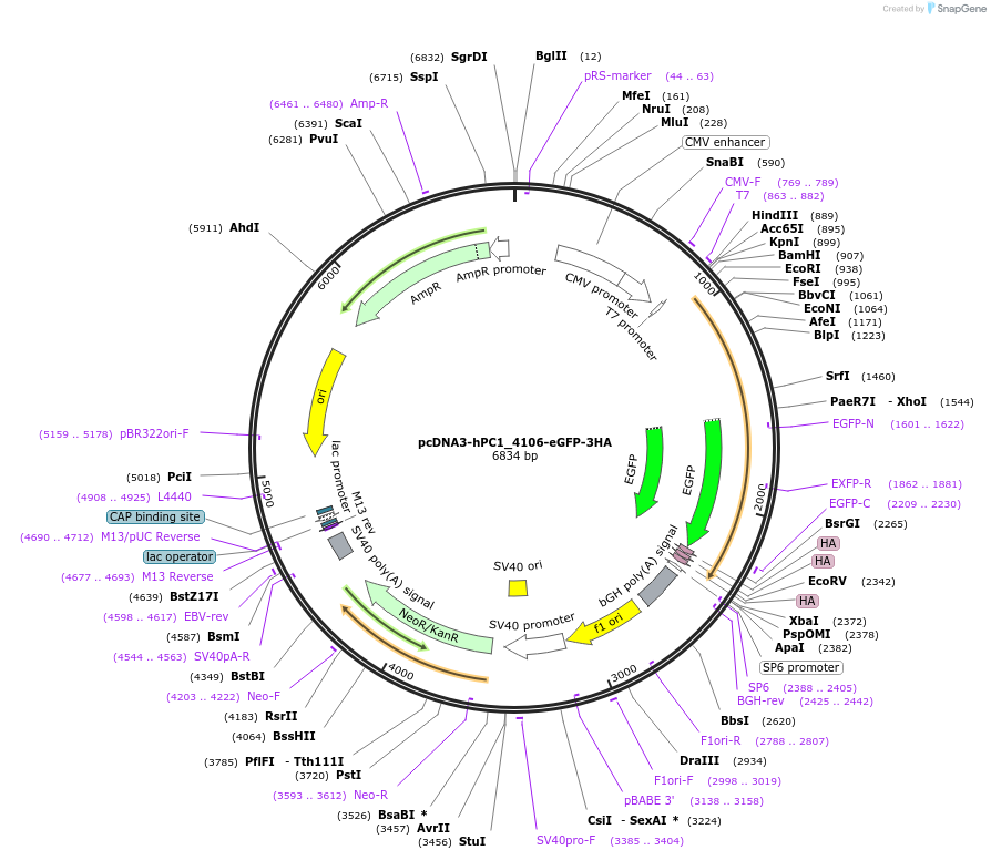 108399-plasmid-map-sequence-id-207489
