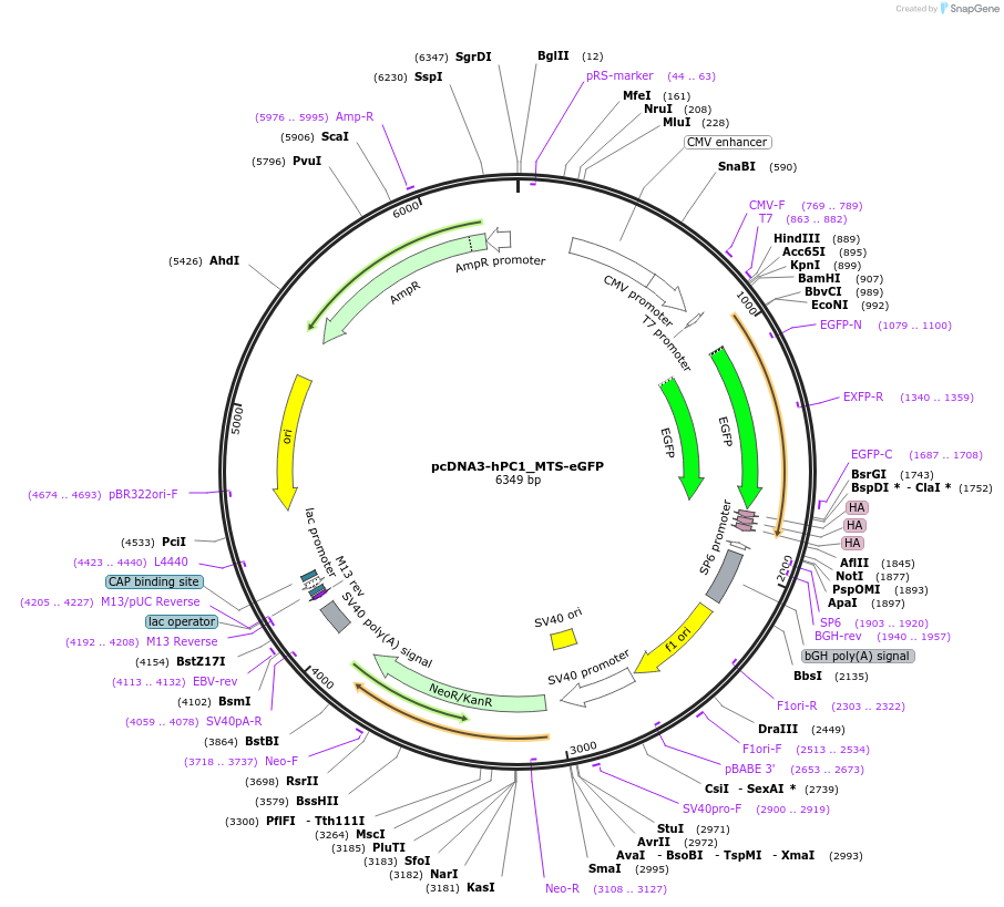 108402-plasmid-map-sequence-id-207492