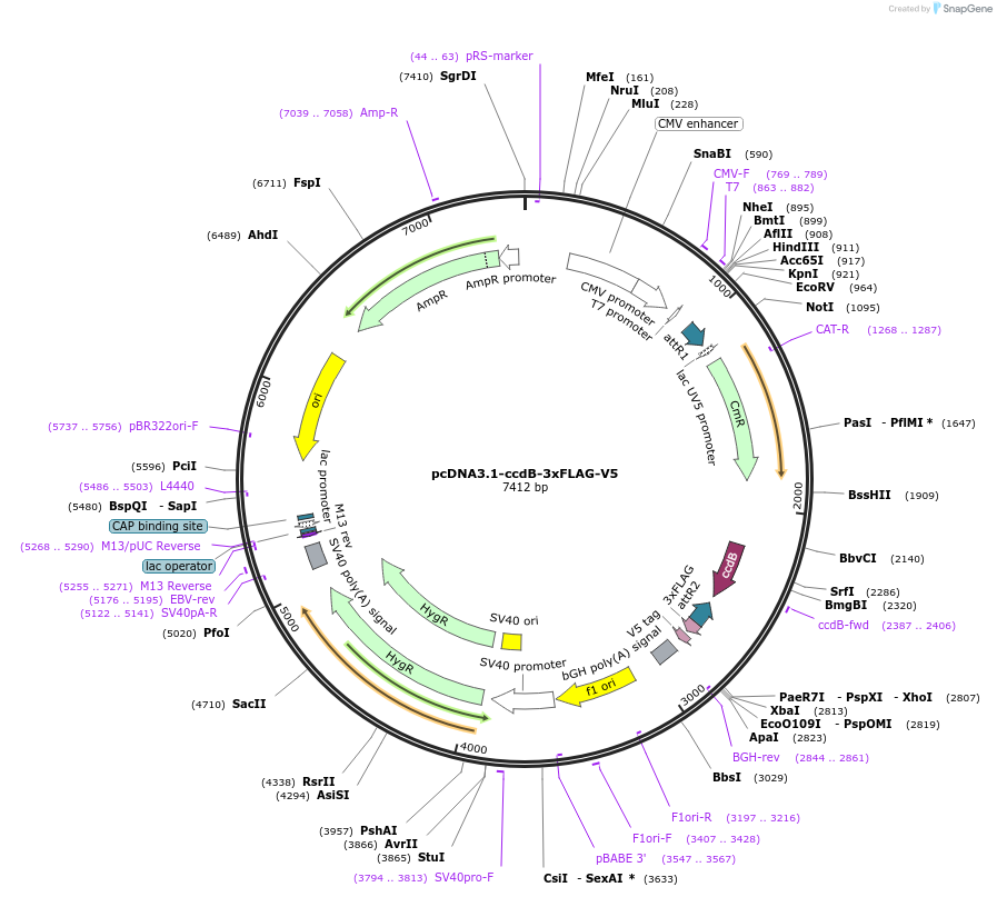 87063-plasmid-map-sequence-id-207514