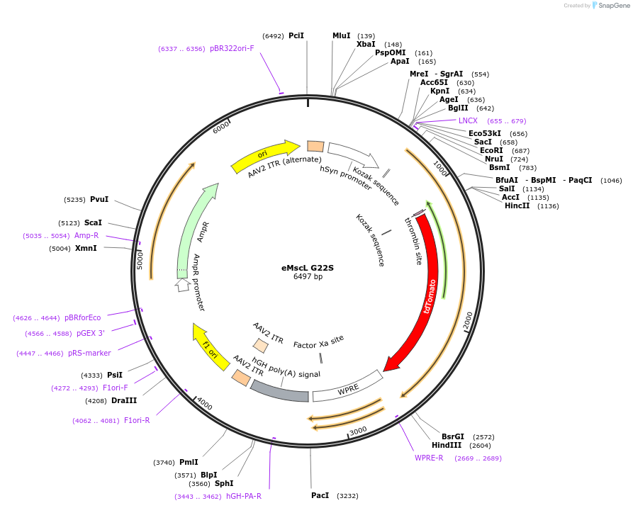 107455-plasmid-map-sequence-id-207549
