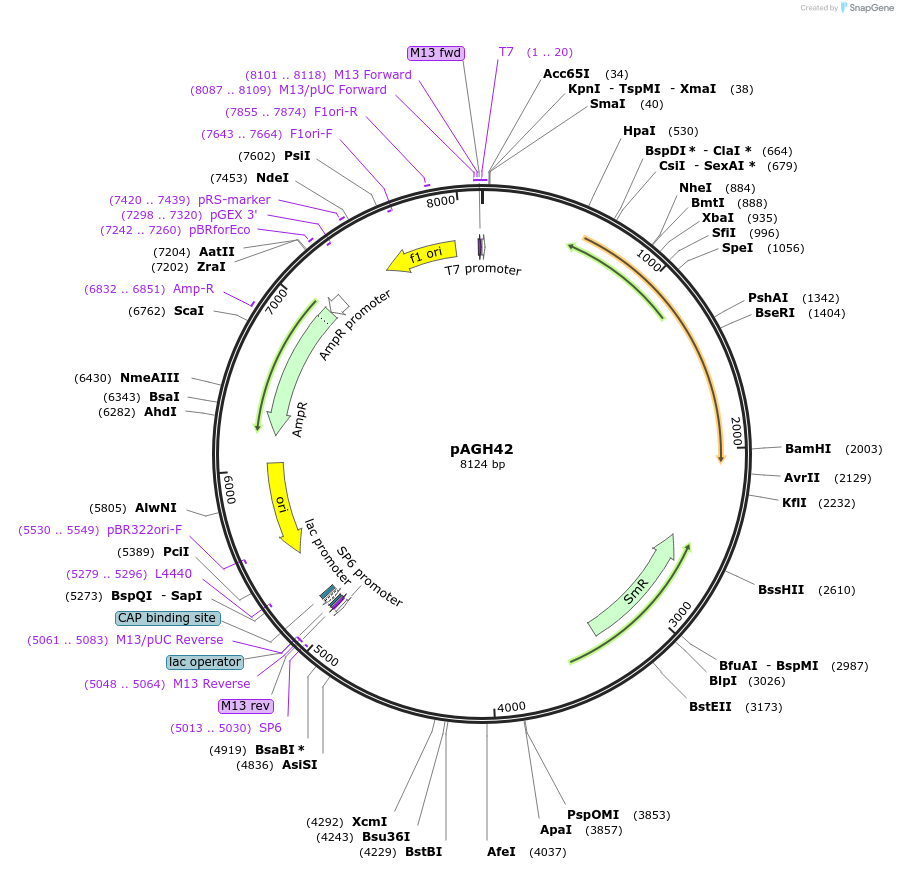107249-plasmid-map-sequence-id-207556